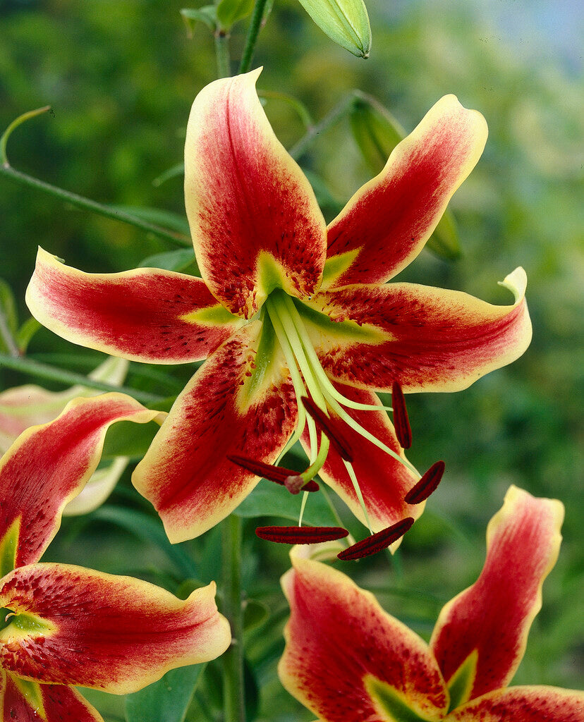 Lily-Lilium Sheherazade 2-pakning